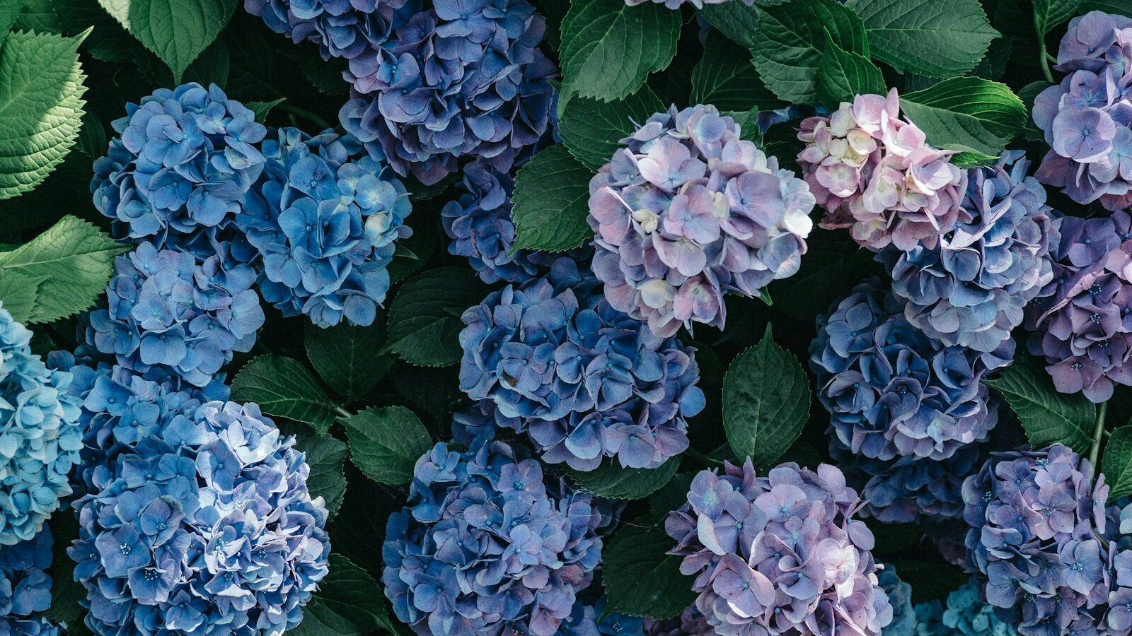 purple and white hydrangeas in bloom
