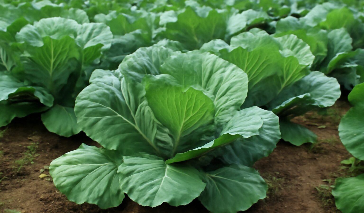 collard greens garden