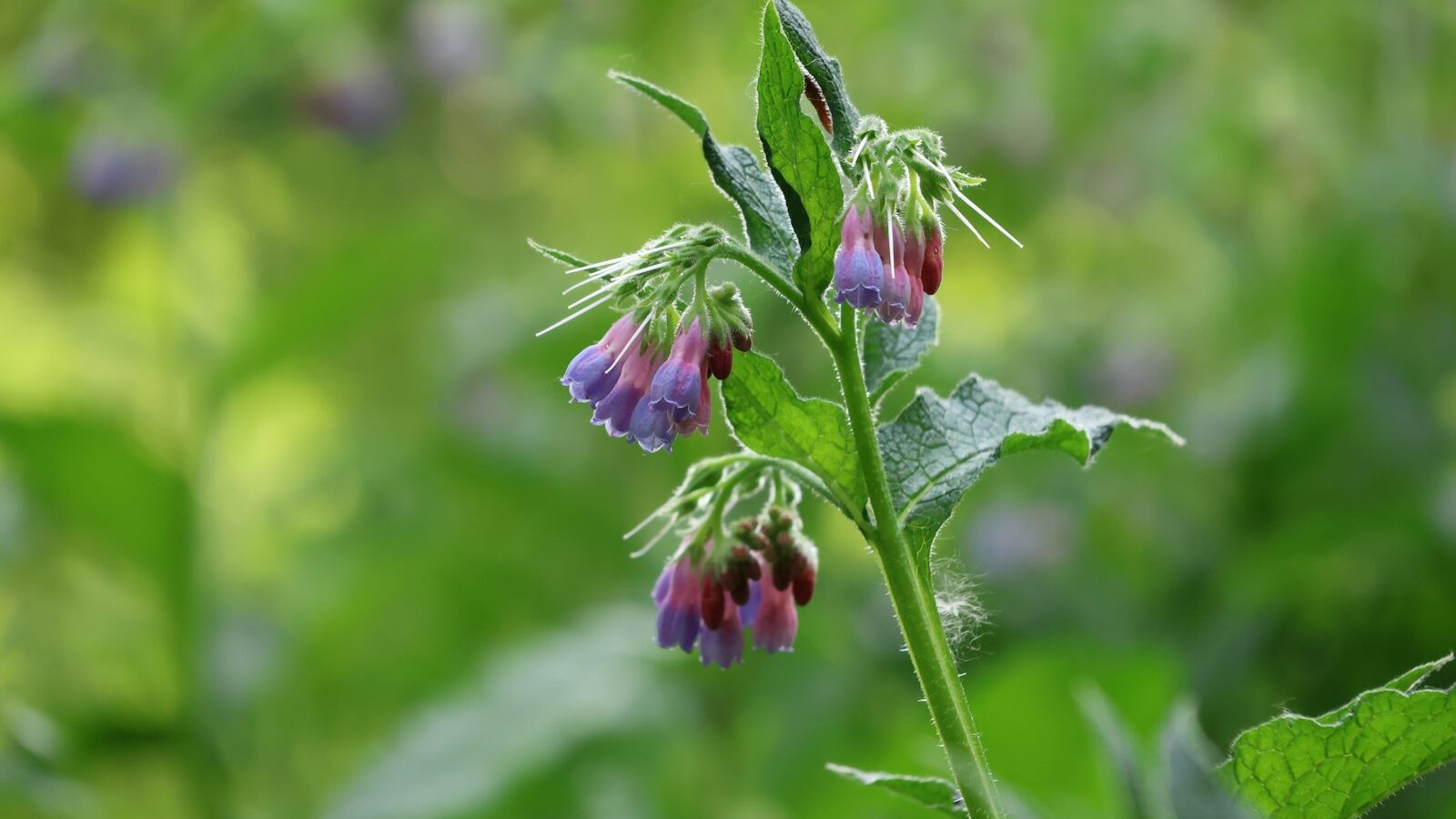 Purple and red flowers bloom on a green plant.