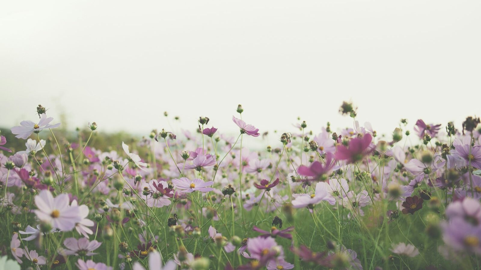 pink and white flowers under white sky during daytime