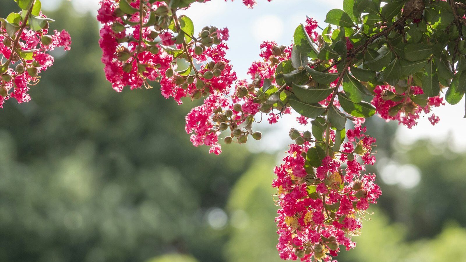 a tree with pink flowers