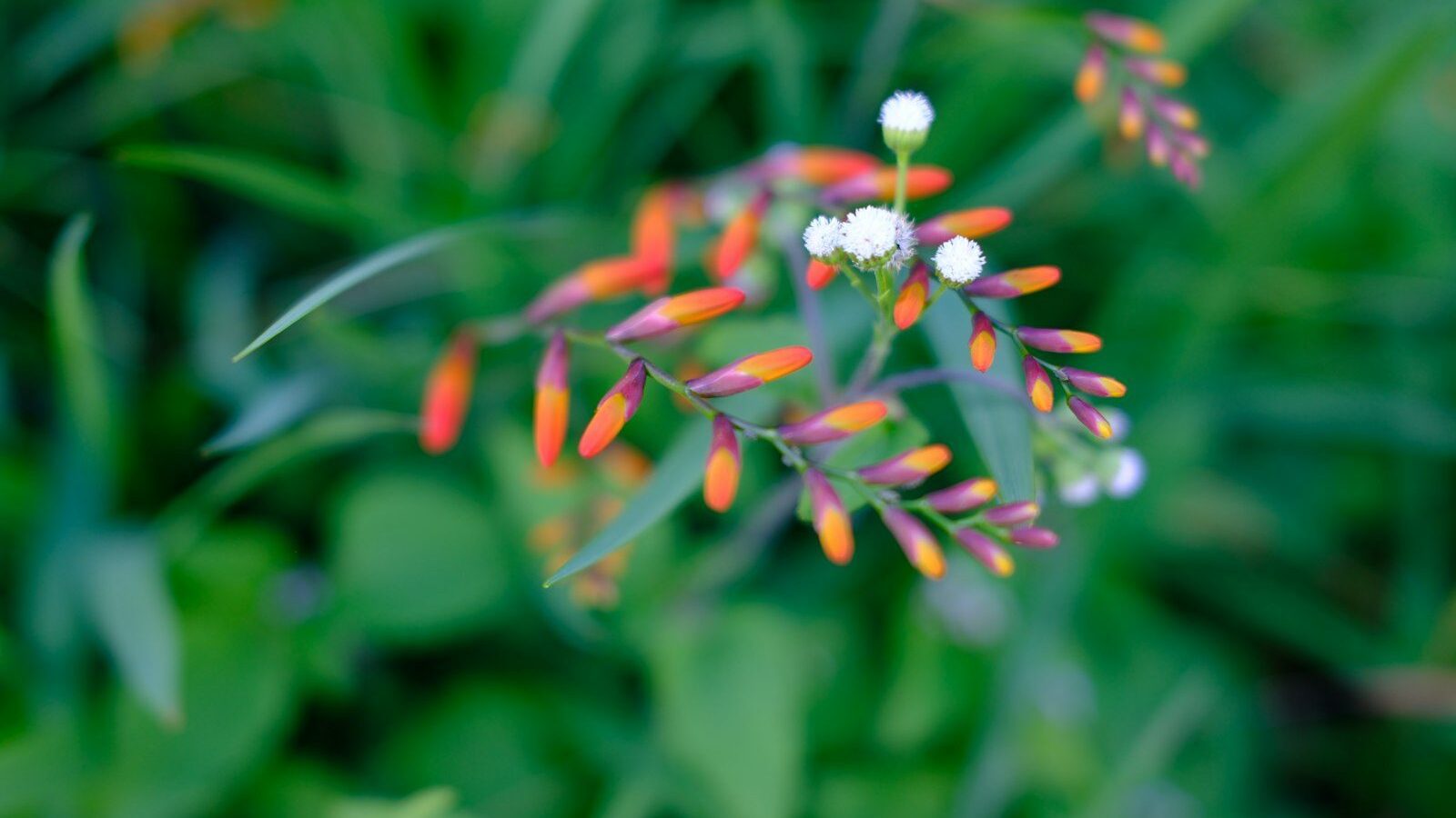 Small orange and white flowers with green leaves