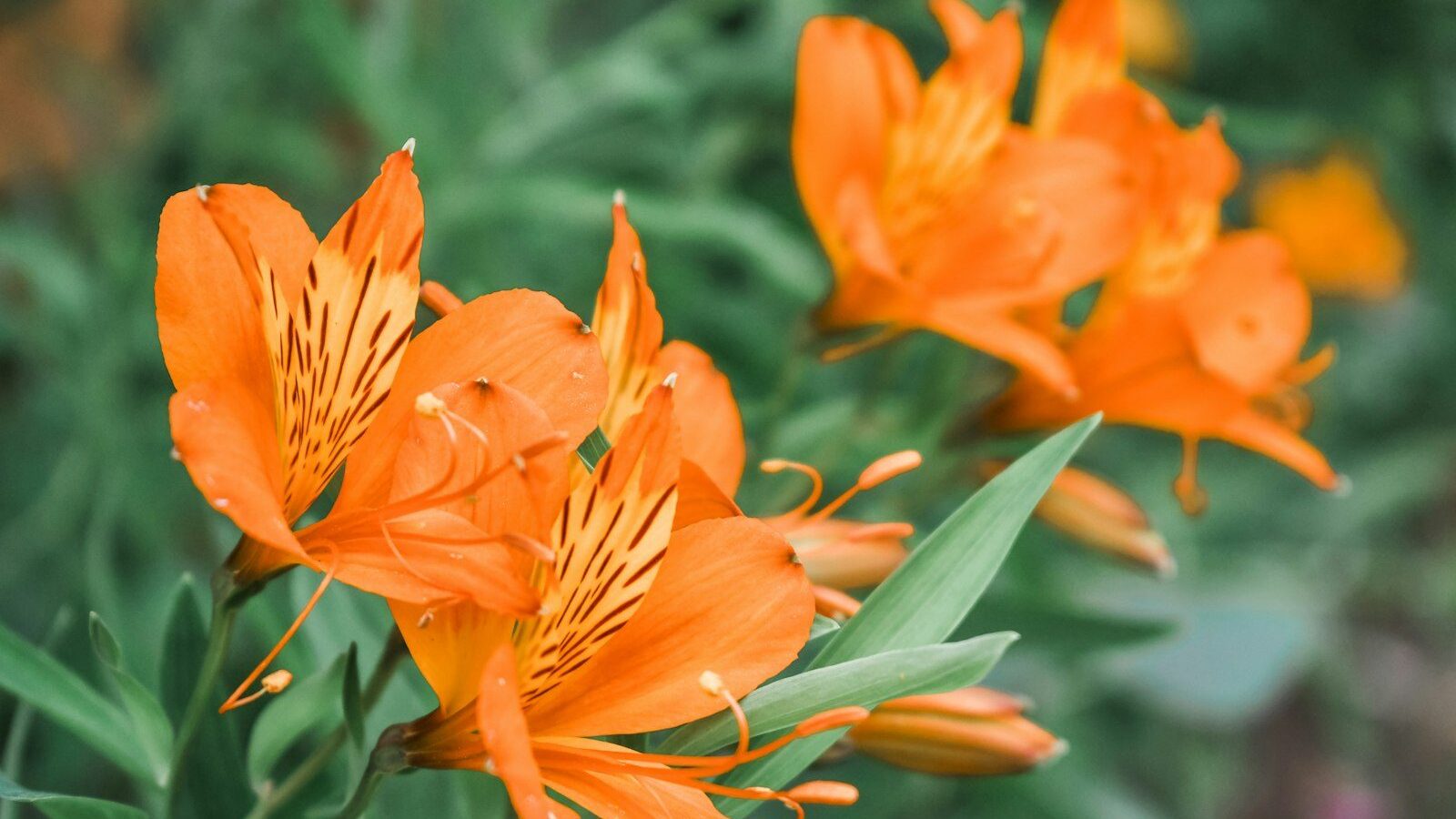 orange petaled flower selective photography