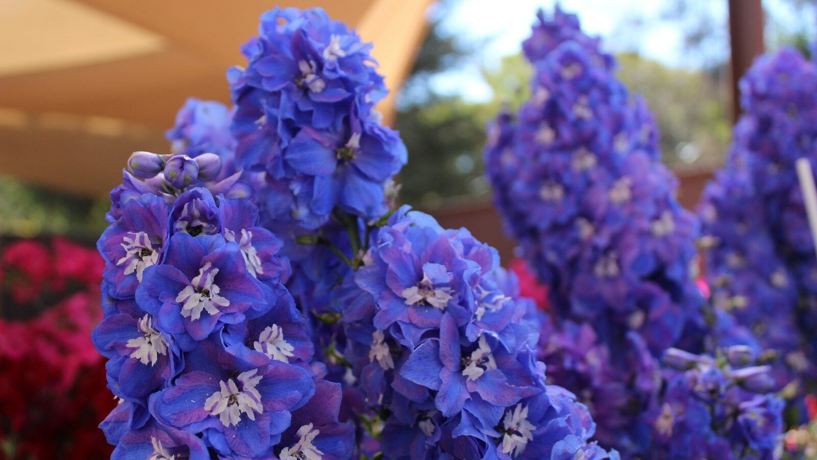 purple flowers with green leaves