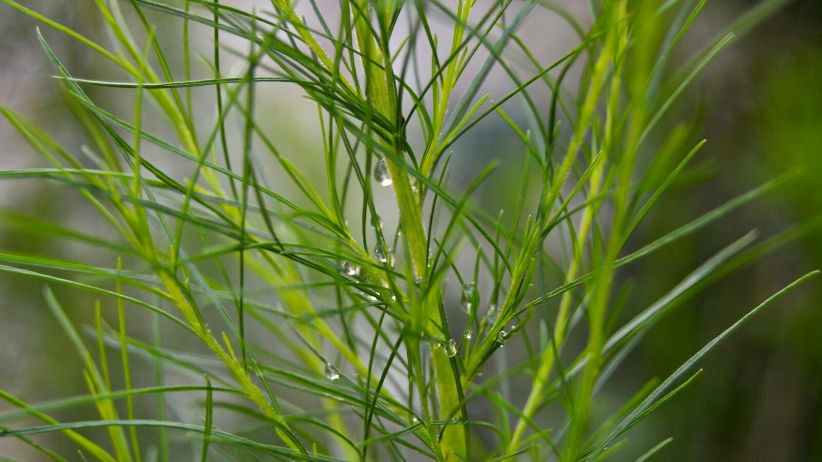 green plant in close up photography