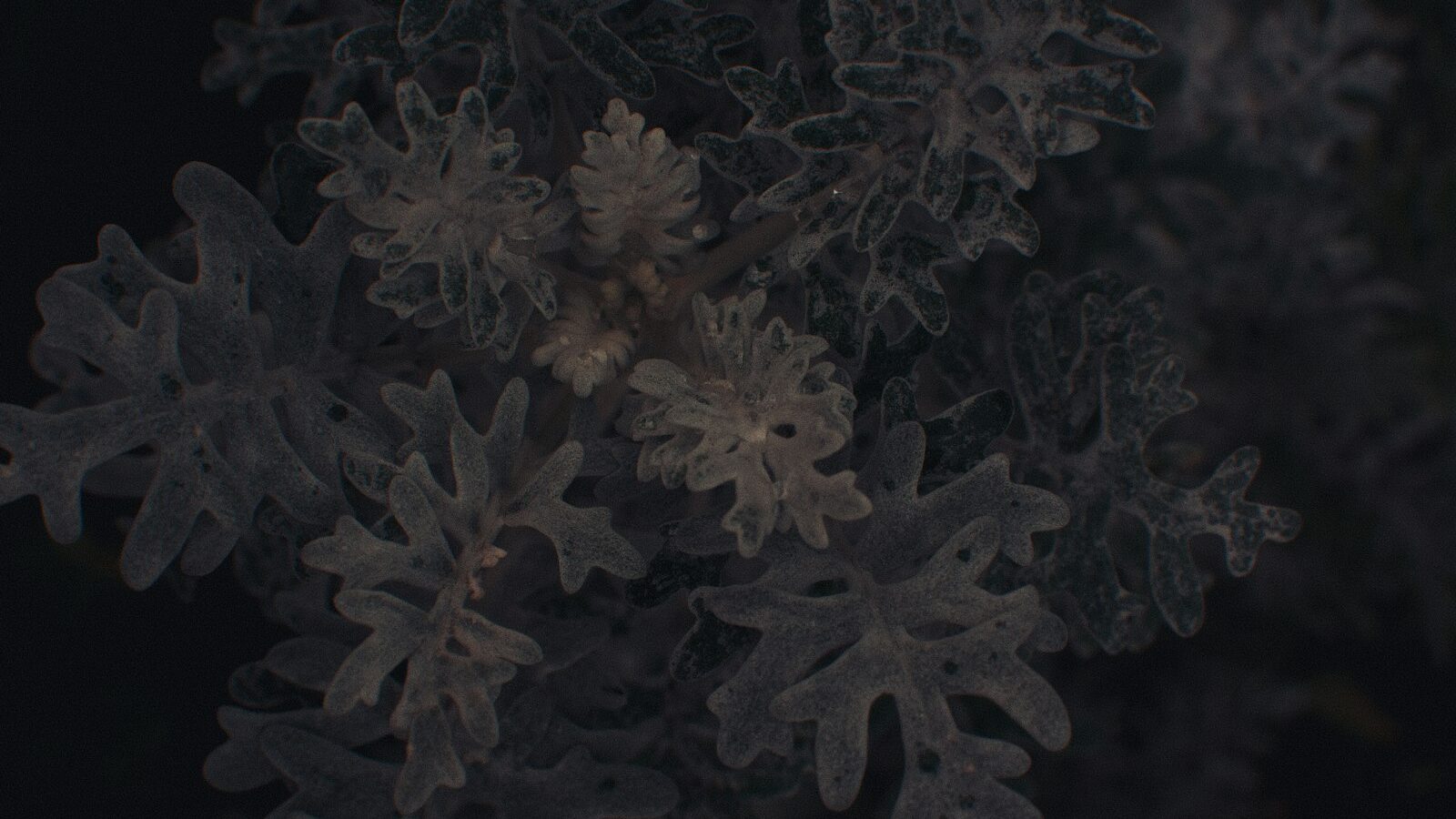 Close-up of delicate coral structures underwater