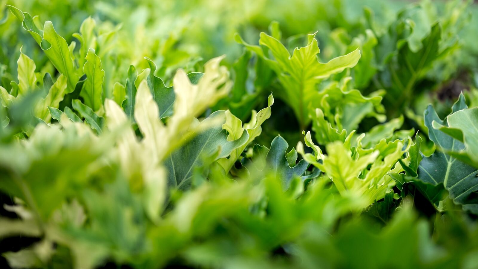 A close up of a bunch of green plants