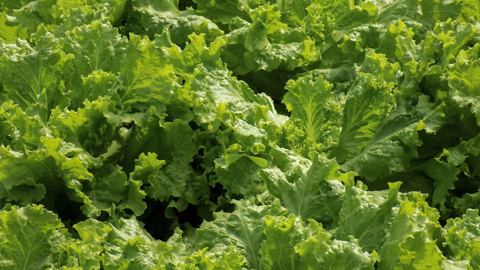 green leaves on brown soil