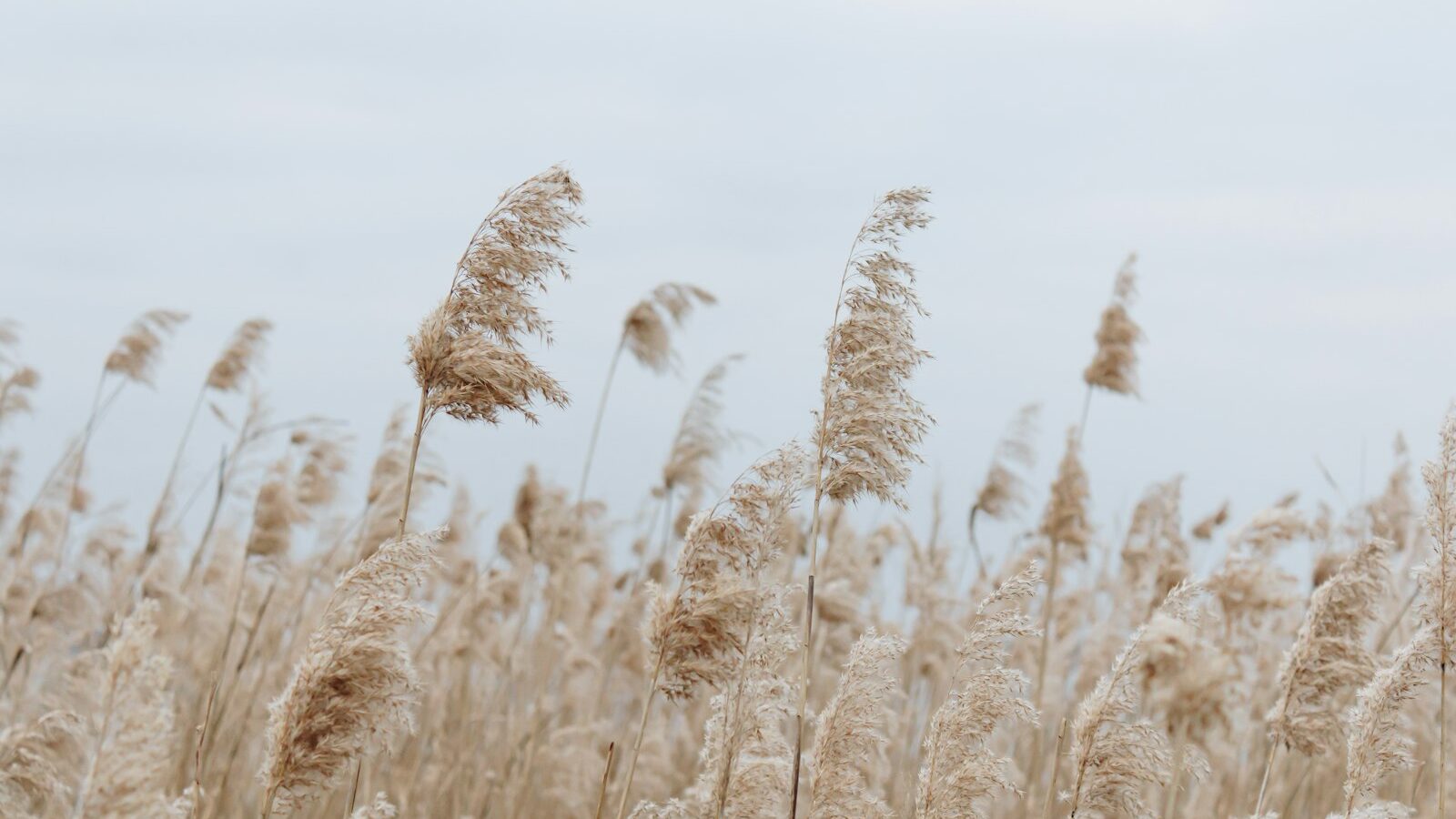 brown wheat field during daytime
