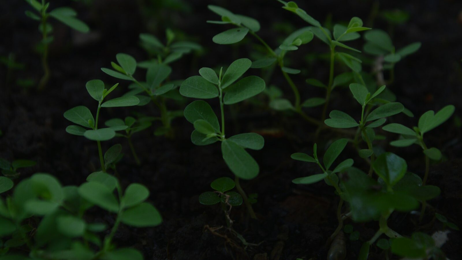 a group of small green plants growing out of the ground