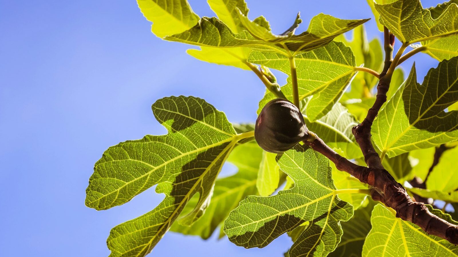 green leaf plant during daytime