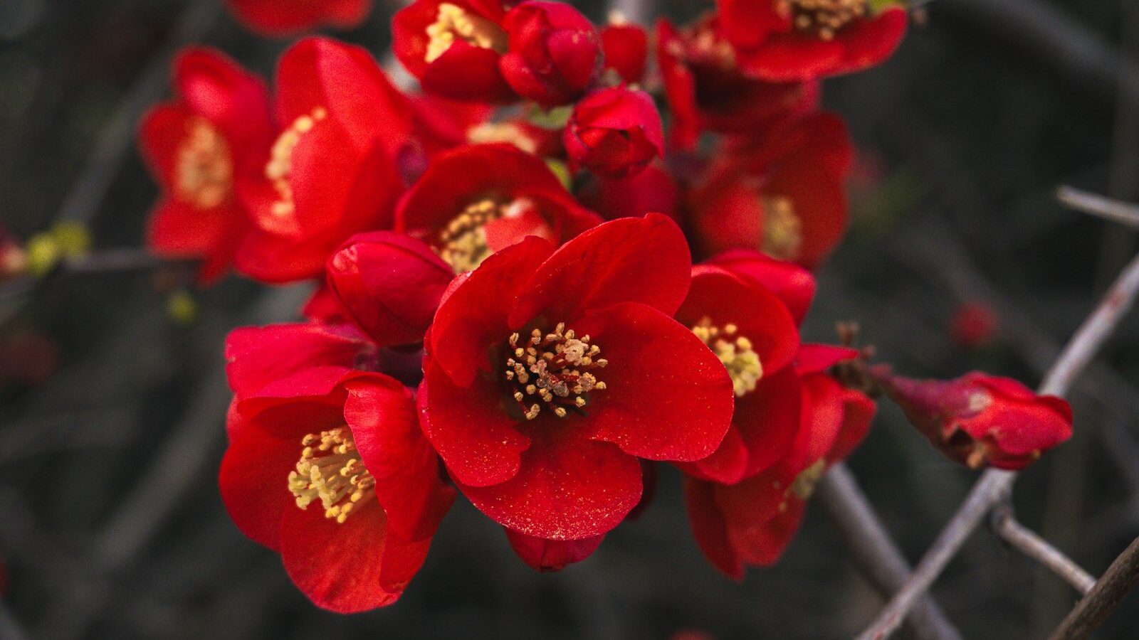 Vibrant red quince blossoms on a thorny branch.