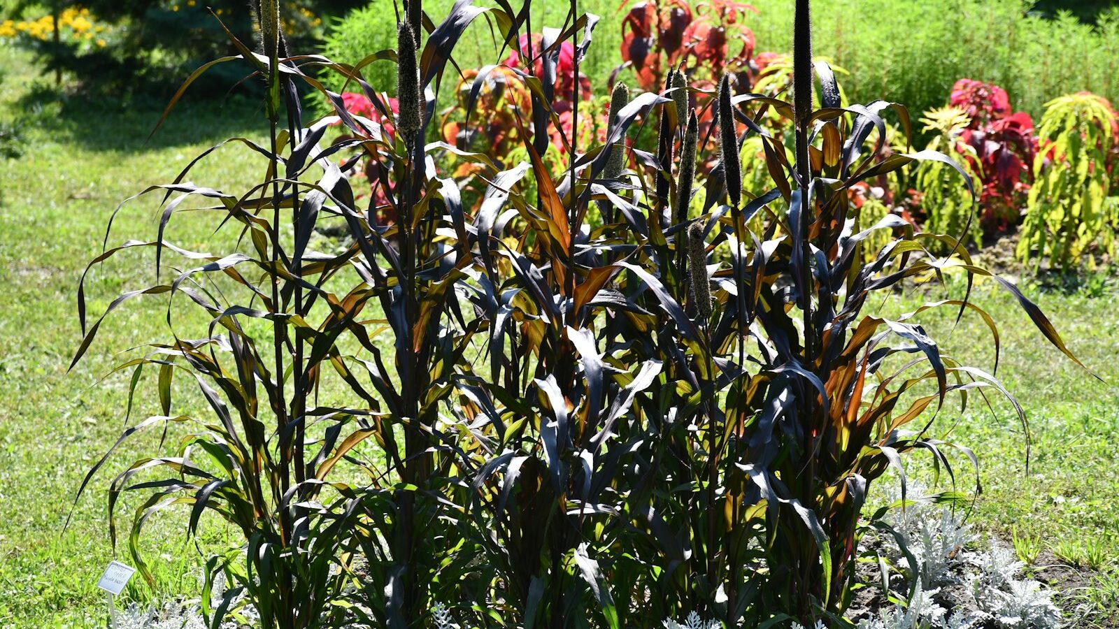Tall dark ornamental grass with colorful foliage background.