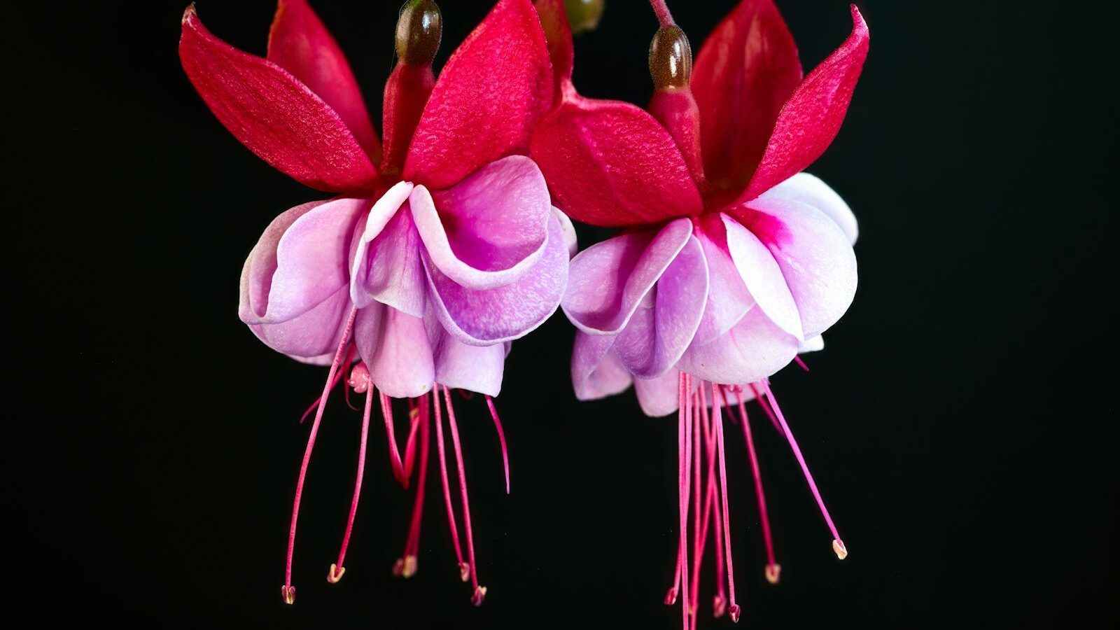 two pink and white flowers on a black background