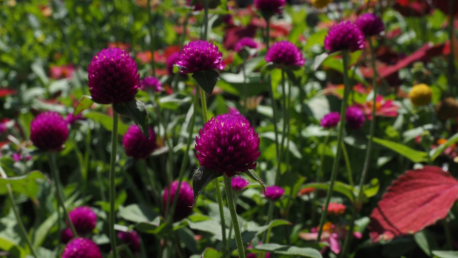 Purple globe amaranth flowers in a garden