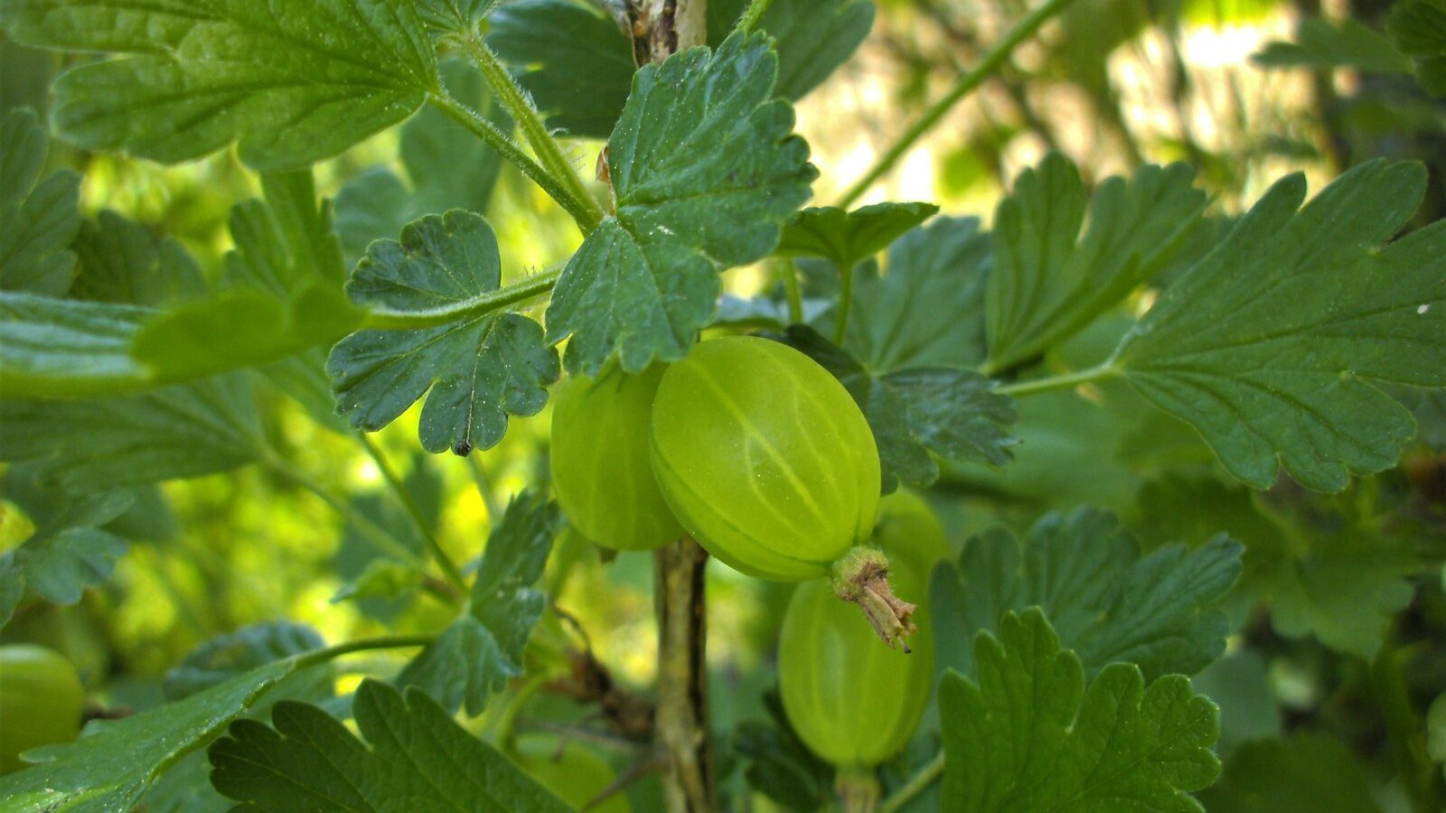 green oval fruit on tree branch during daytime