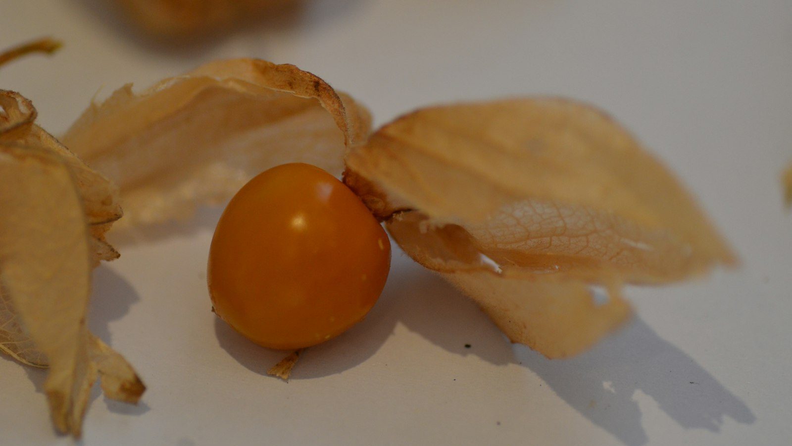 A single golden berry with papery husk