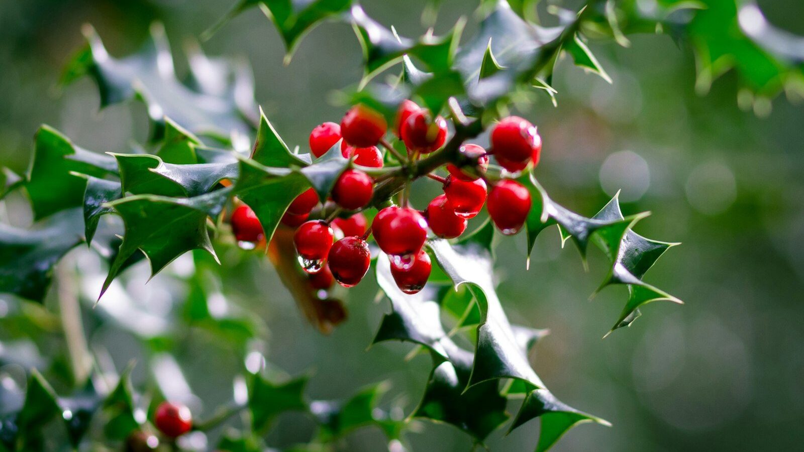 red round fruits on green leaves