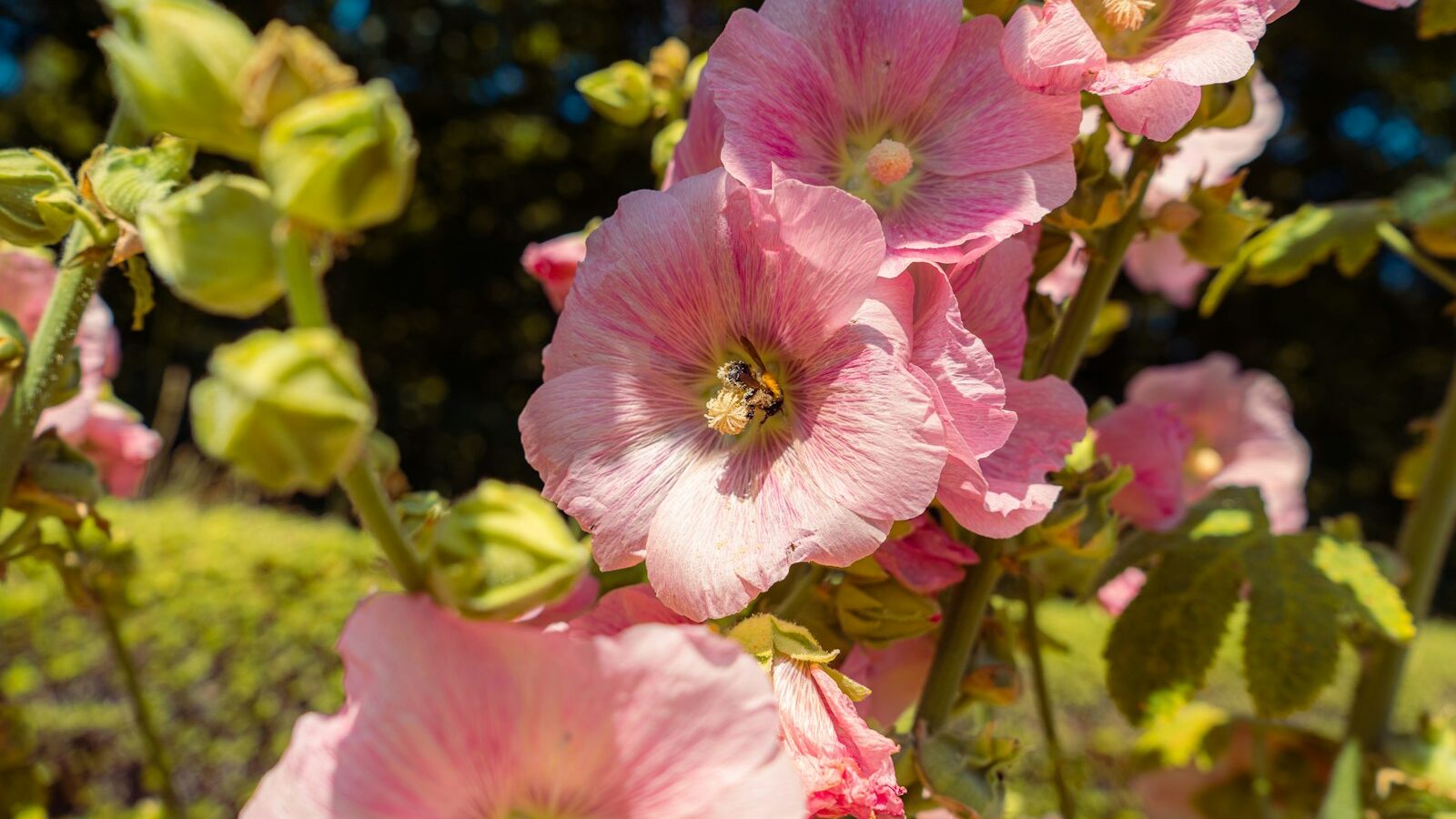 a bunch of pink flowers that are in the grass