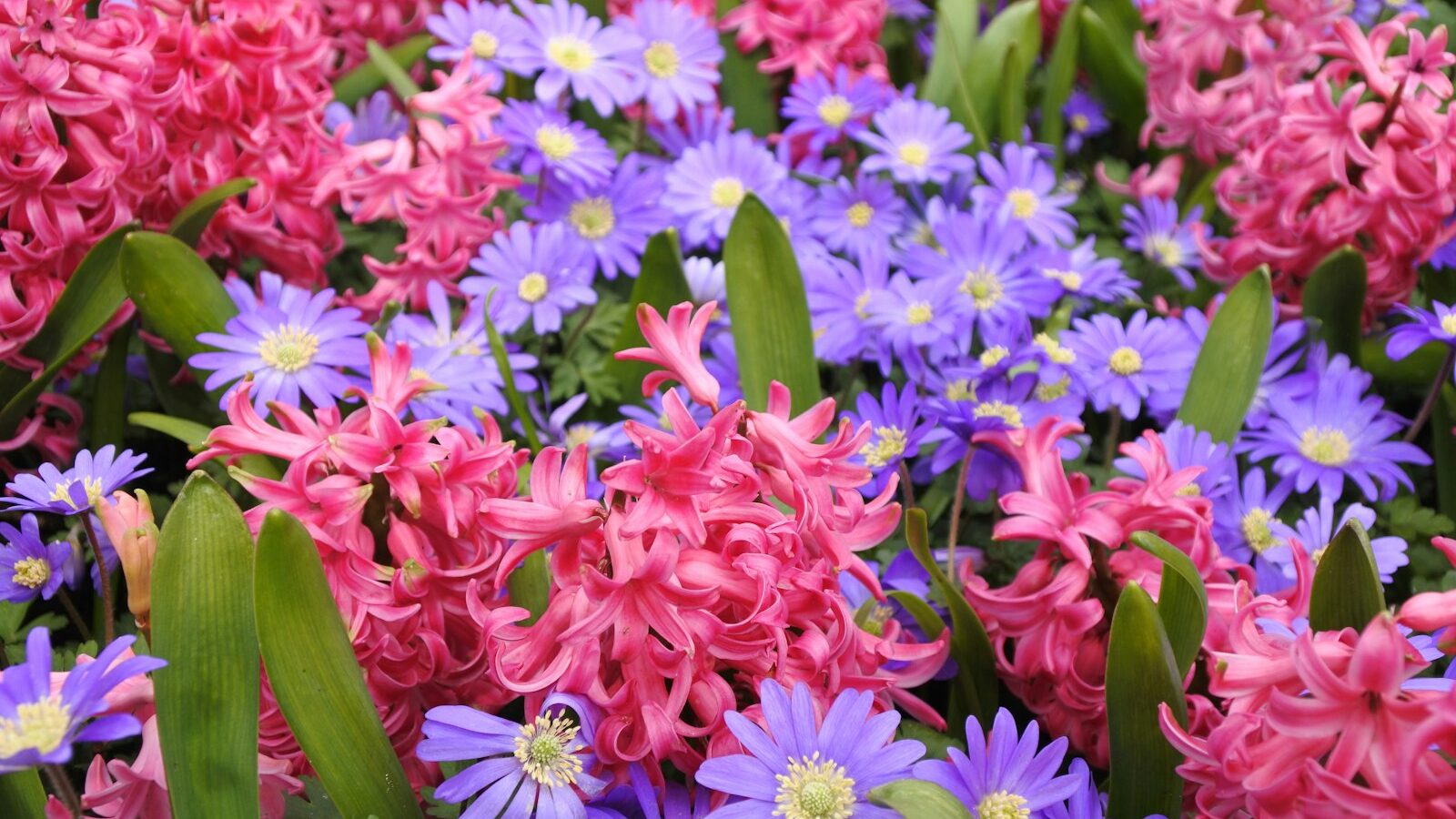 a bunch of flowers that are in the grass