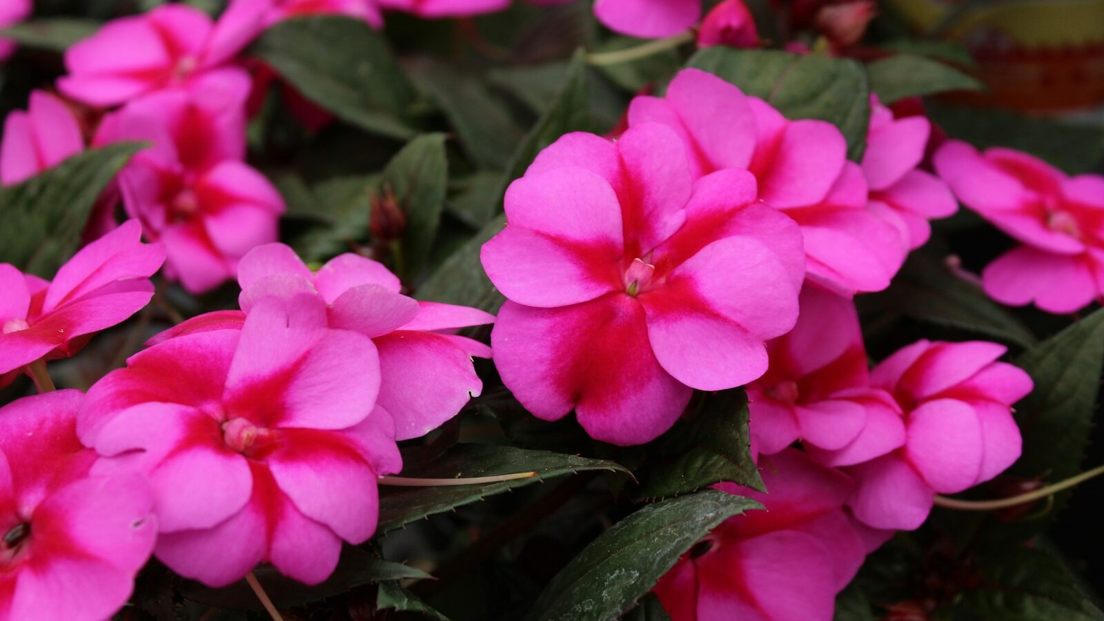 a group of pink flowers