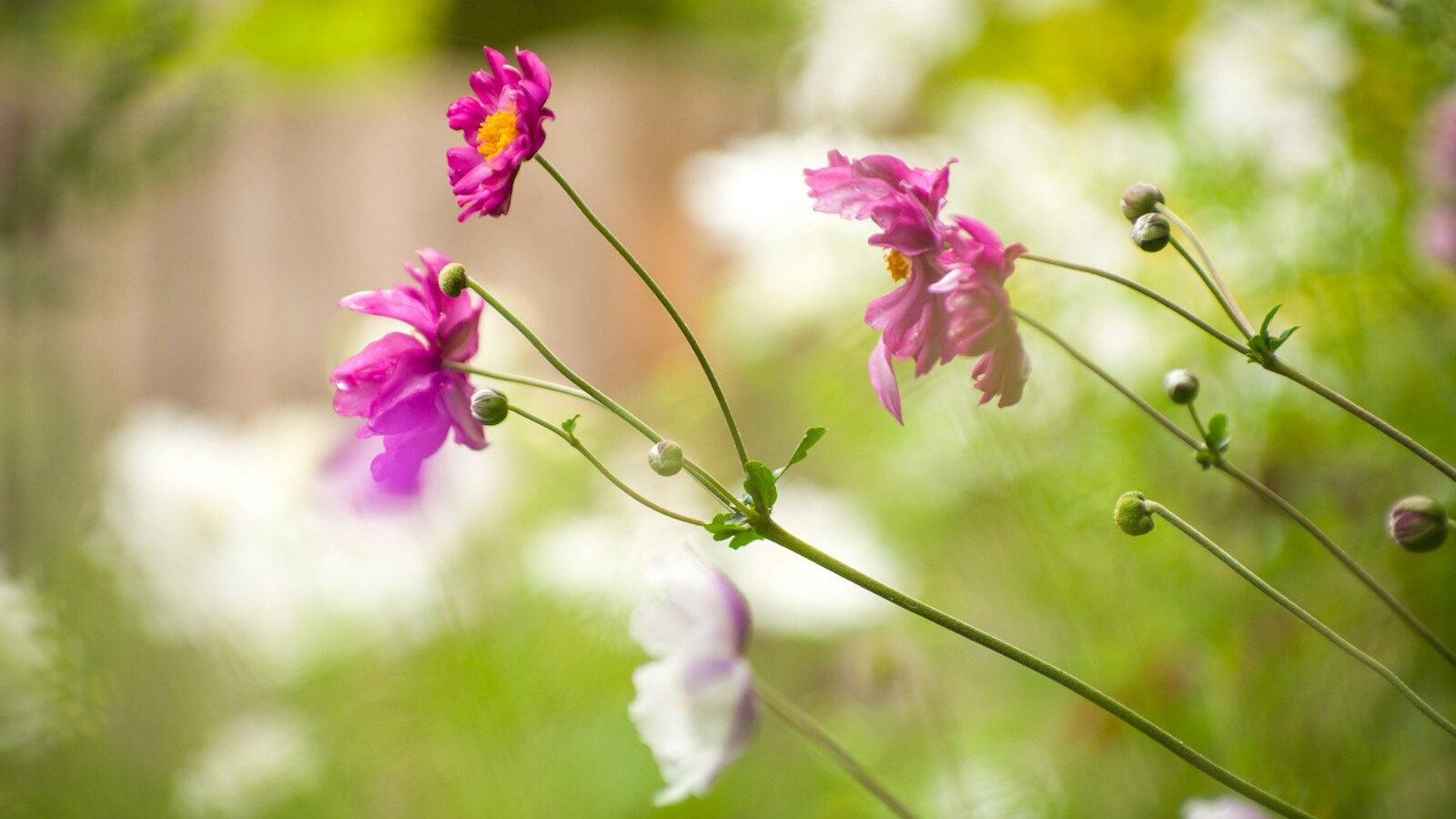 a bunch of flowers that are in the grass