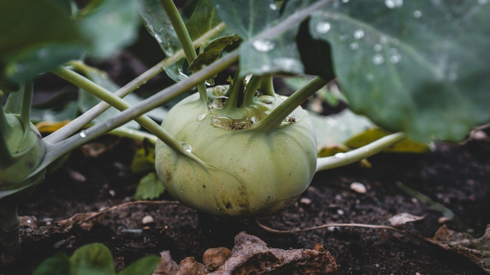 yellow pumpkin on brown soil