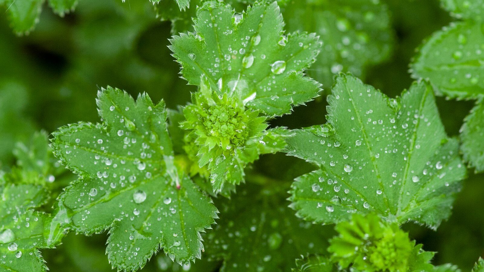 green plant with water droplets