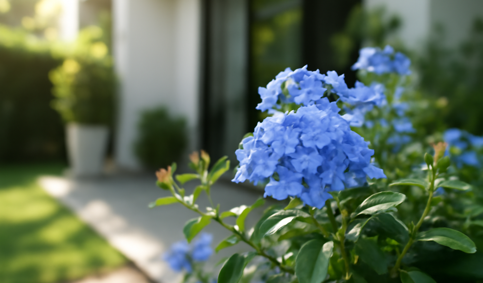 Grow Leadwort