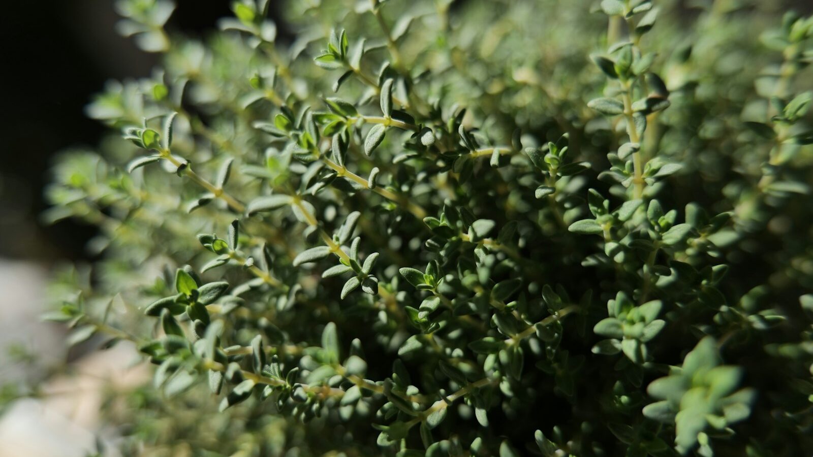 Close-up of fresh green thyme herb leaves