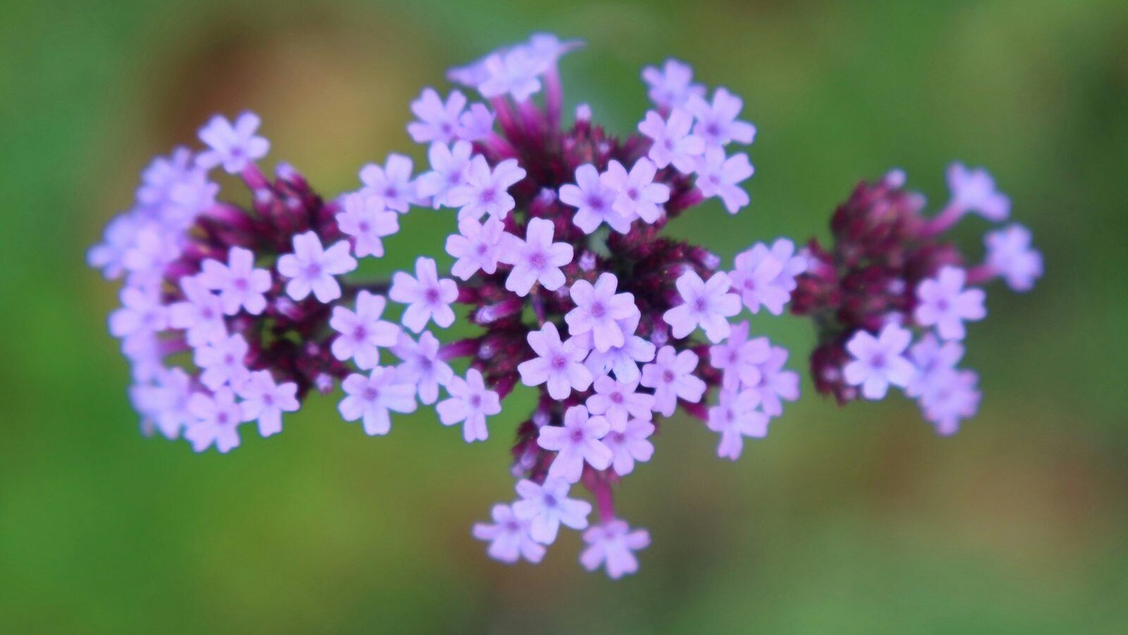 a close up of a bunch of purple flowers