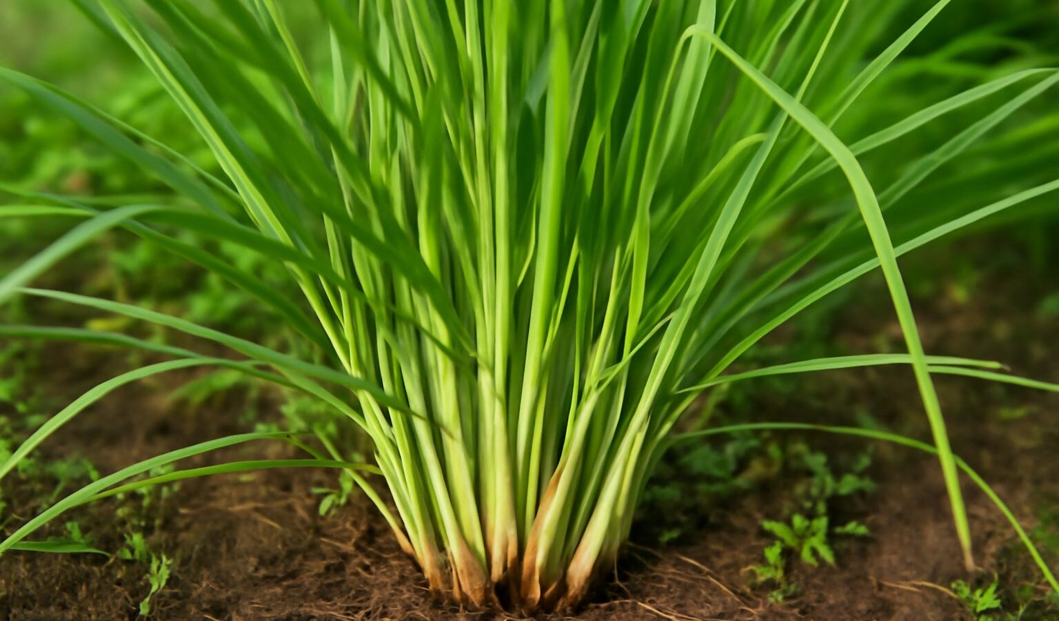 lemongrass plant stalks