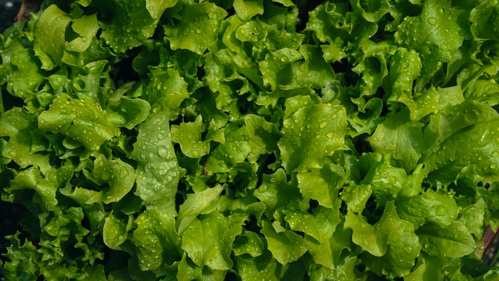 a close up of a bunch of lettuce
