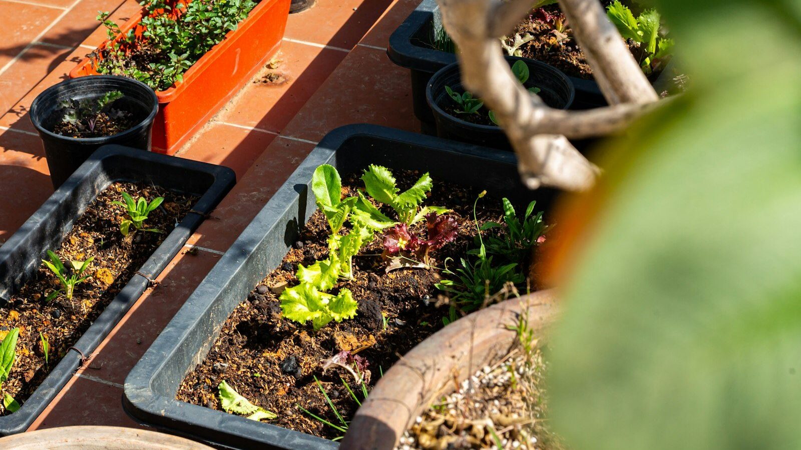 Assorted plants growing in containers on a tiled surface.