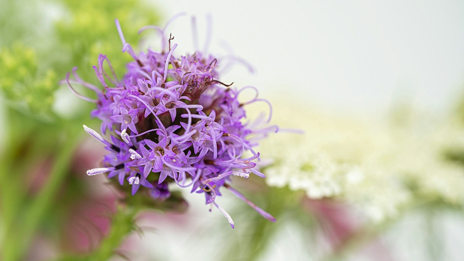 purple flower in tilt shift lens