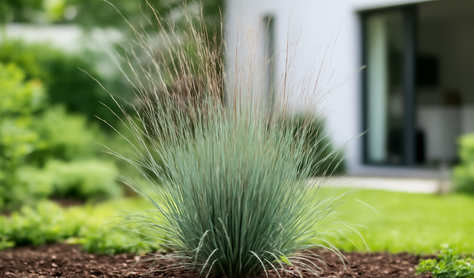 Grow Little Bluestem