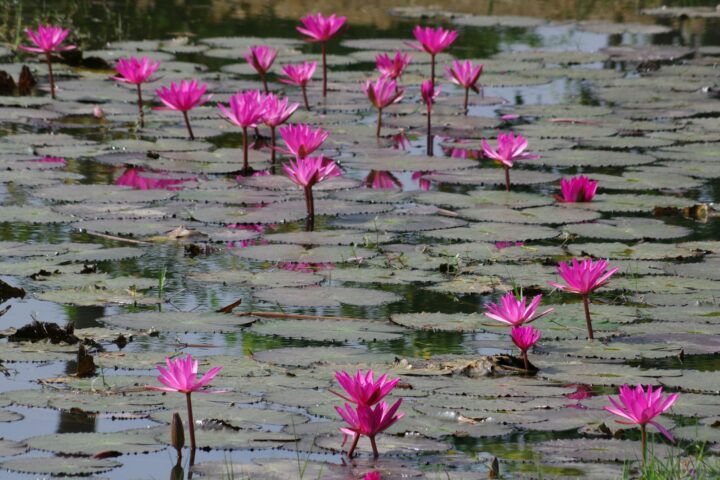 a pond filled with lots of pink water lilies