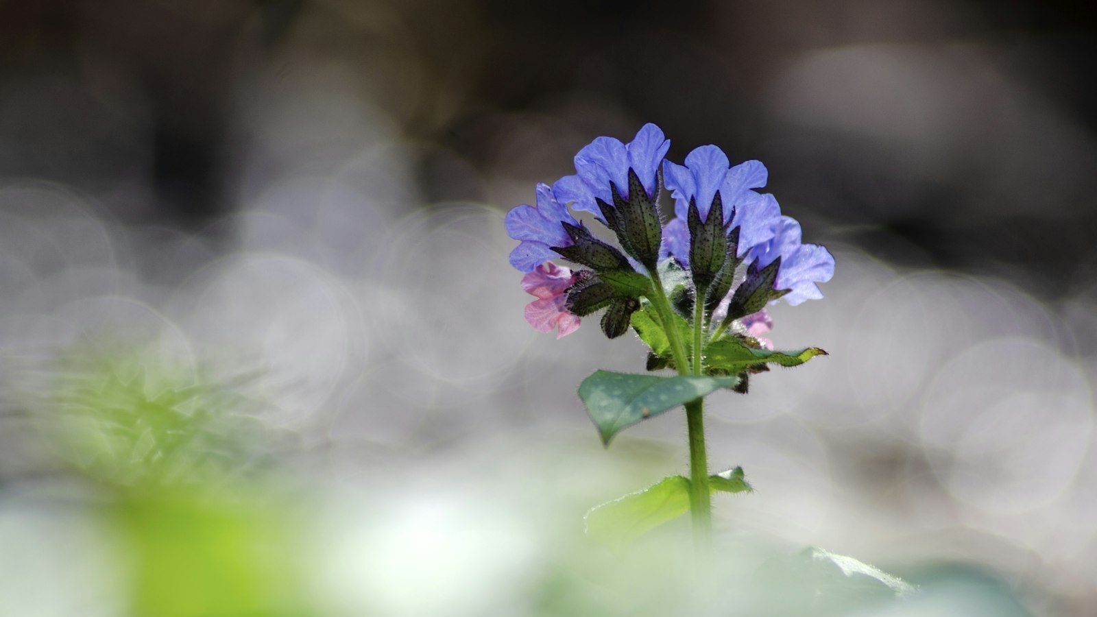 a purple flower with a green stem in the foreground