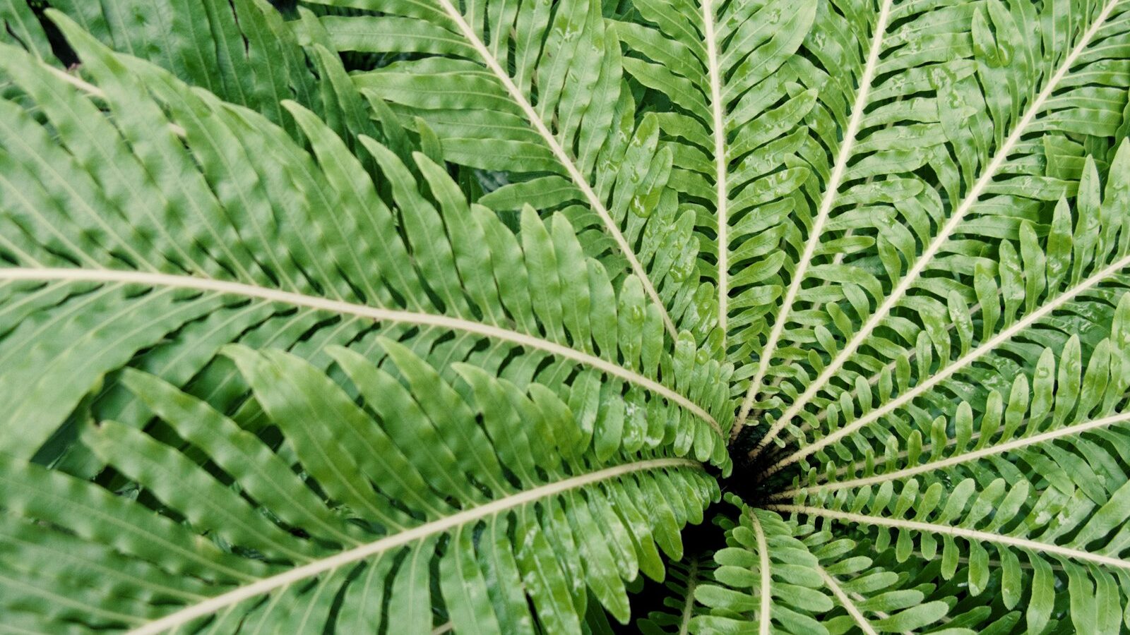 green leafed plant