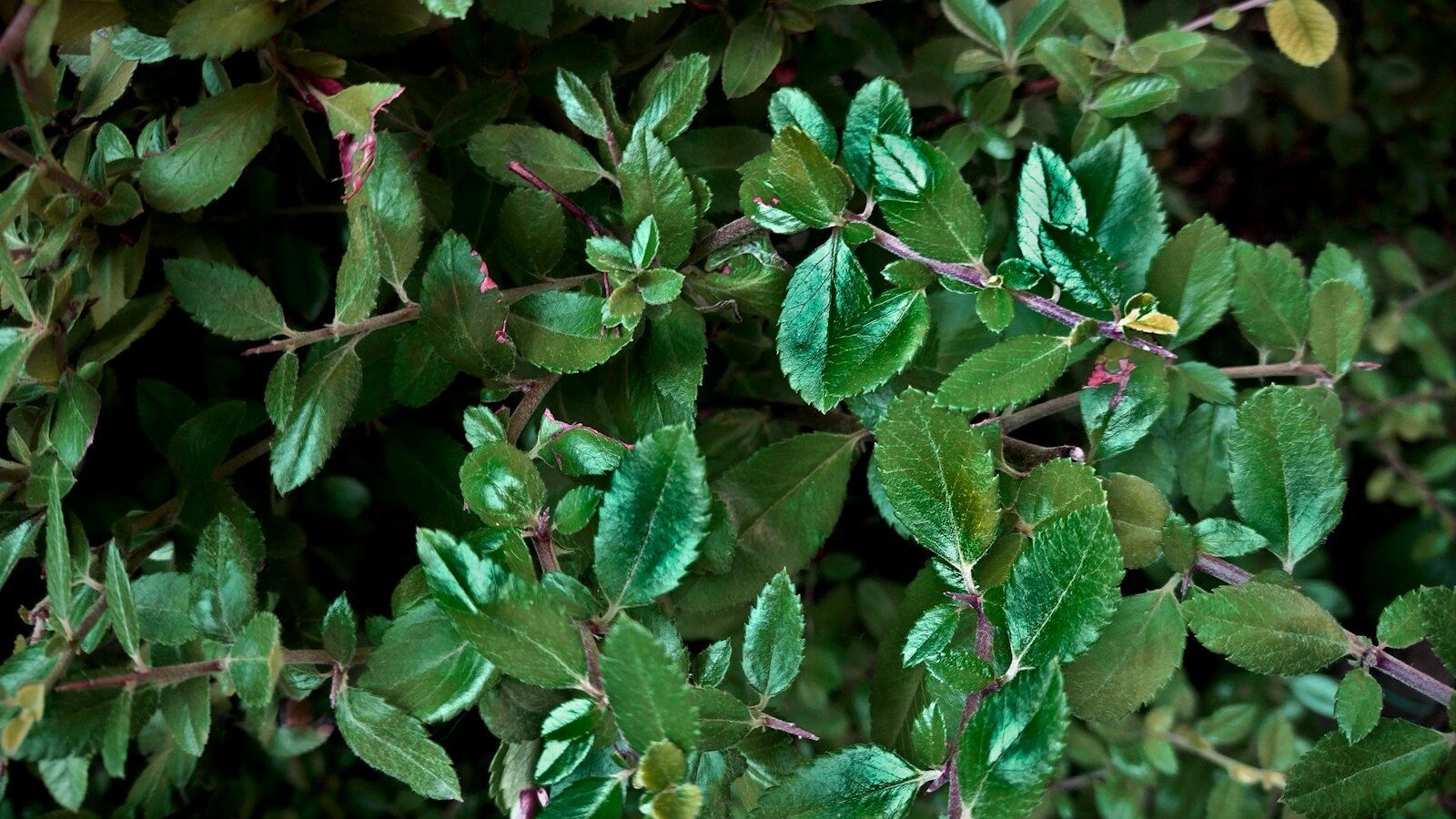 a close up of a bush with green leaves