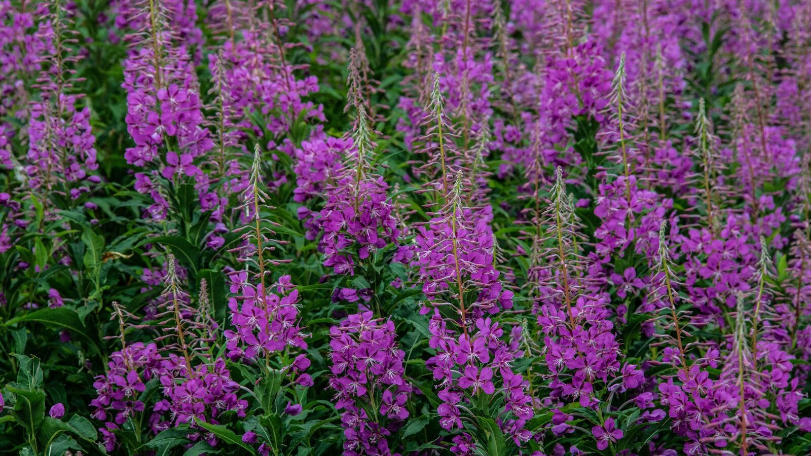 purple flowers in the forest during daytime