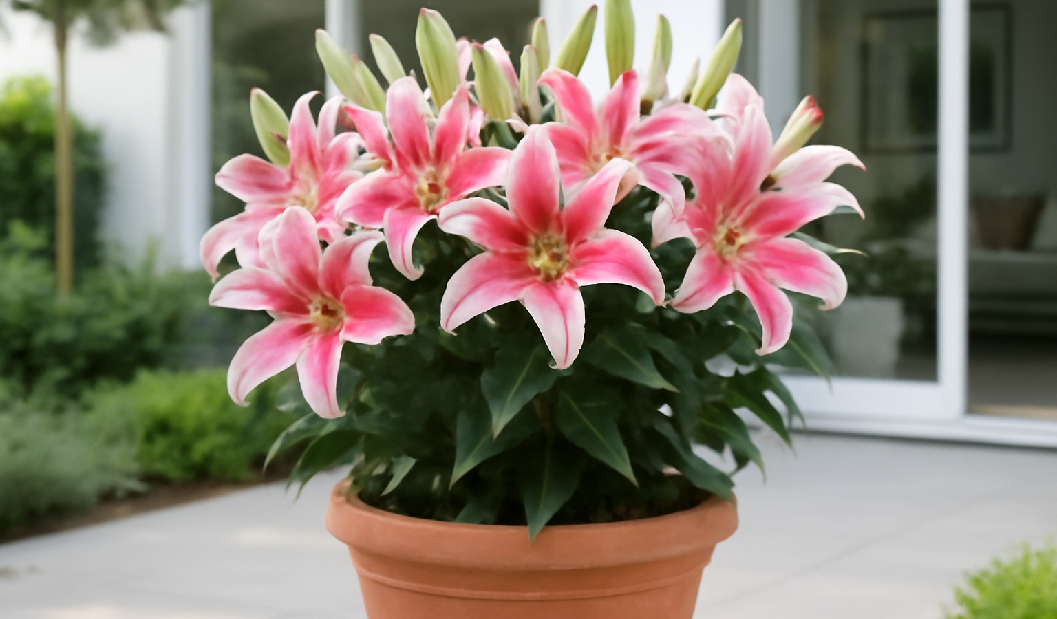 Grow Oriental Lilies