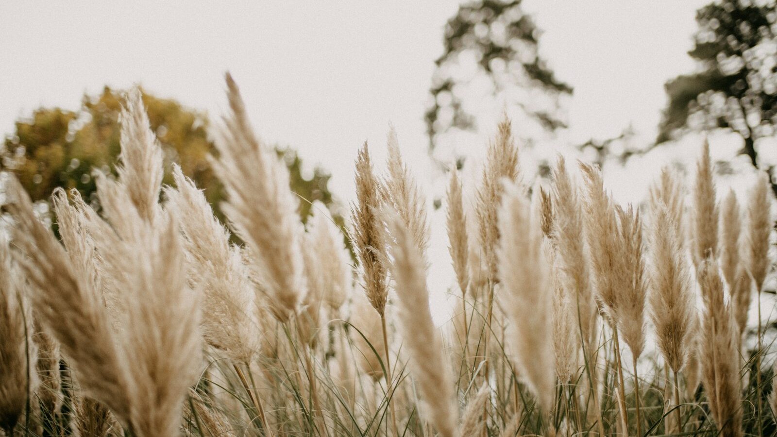 a field of tall grass with trees in the background
