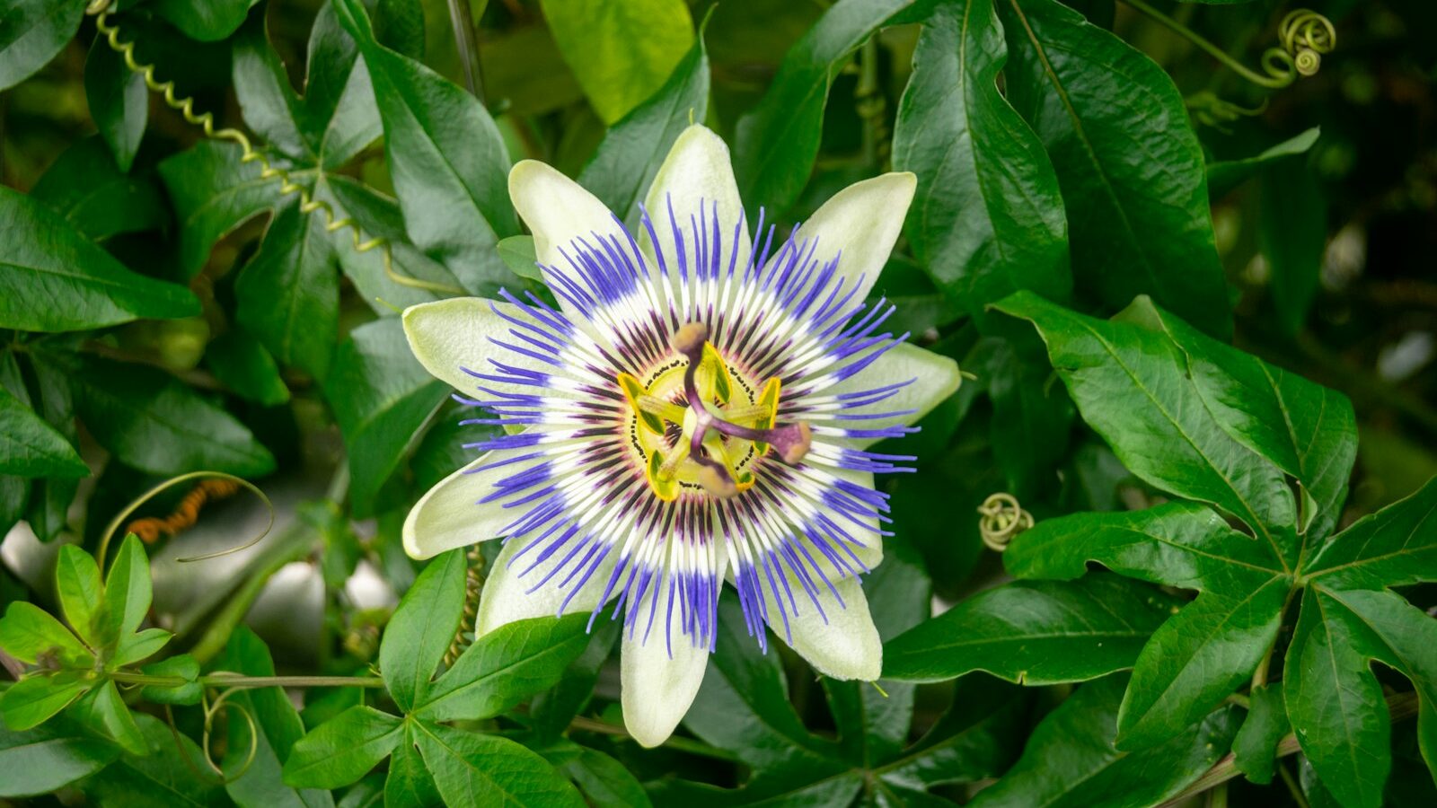 a blue and white flower surrounded by green leaves