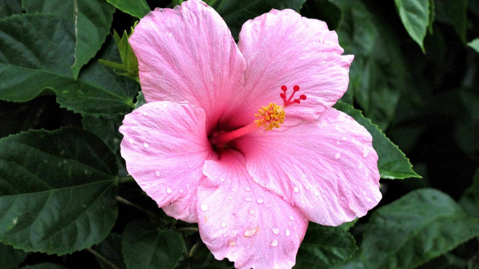 pink hibiscus in bloom during daytime