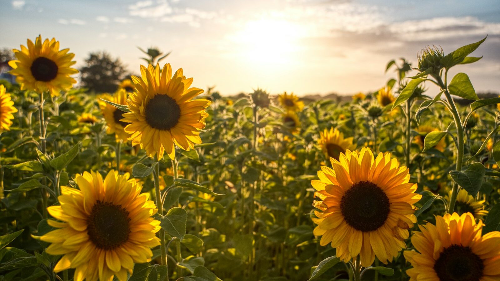 sunflower field under blue sky during daytime