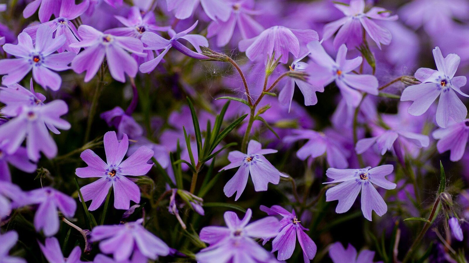 purple flowers