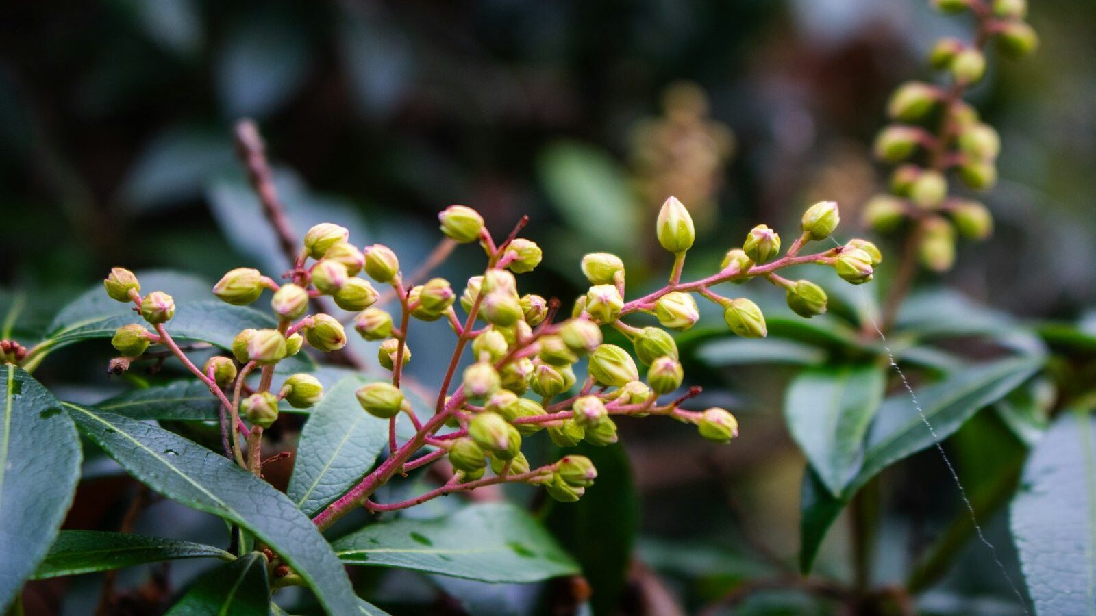 Buds on a plant stem are beginning to bloom.