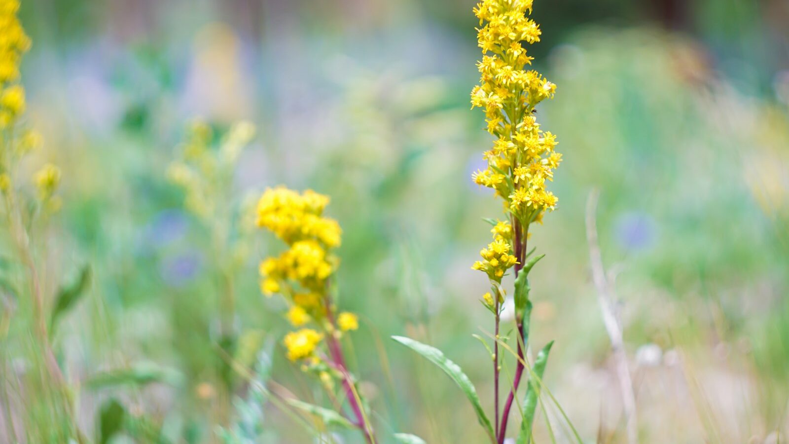 yellow flowers during day