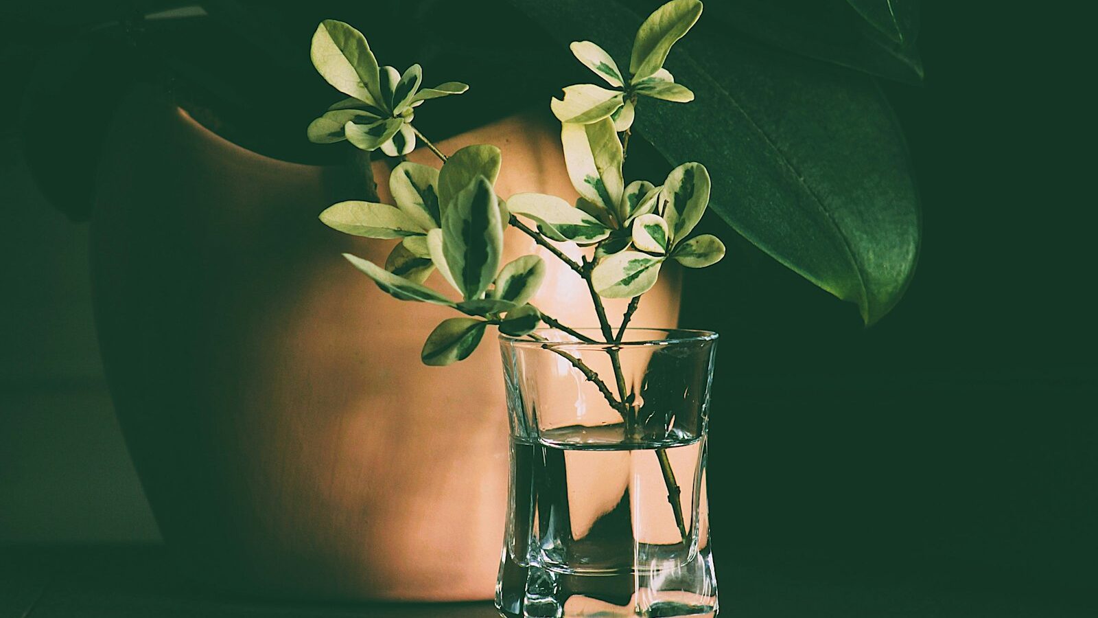 Variegated leaves in a glass of water